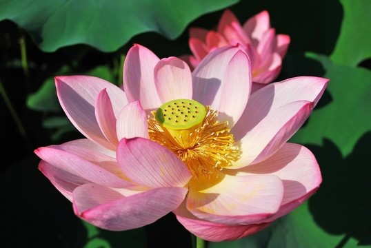盛開的蓮花