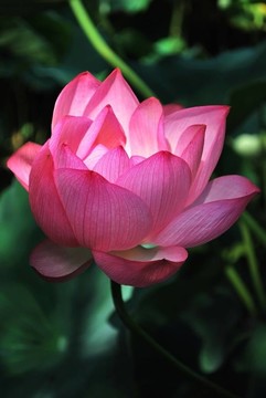 盛開(kāi)的蓮花