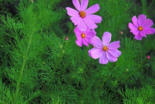 粉紅色的宇宙flowerss