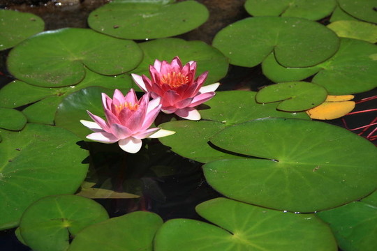 百合花墊