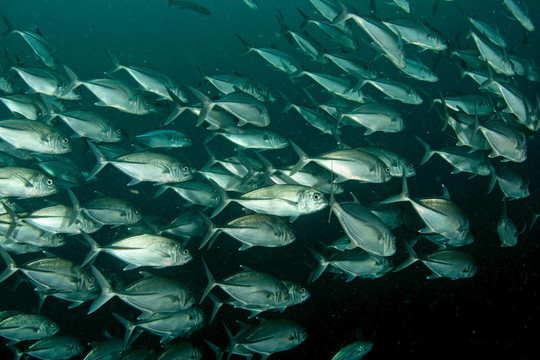 學(xué)校杰克魚
