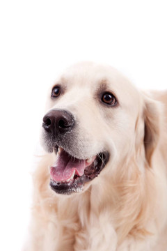 金毛獵犬的肖像