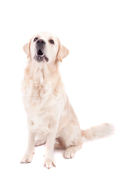 金毛獵犬的肖像