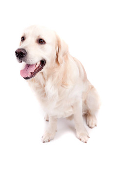 金毛獵犬的肖像