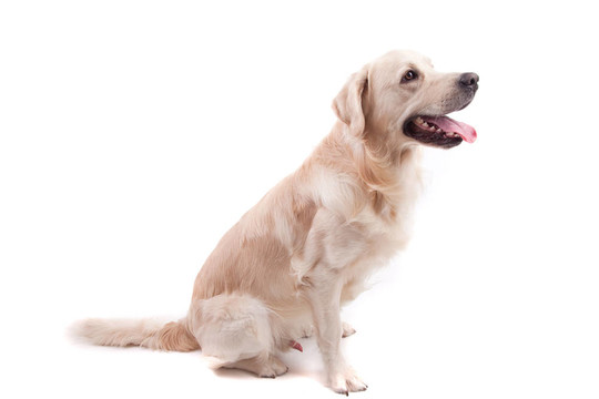 金毛獵犬的肖像