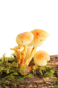 橙色傘菌