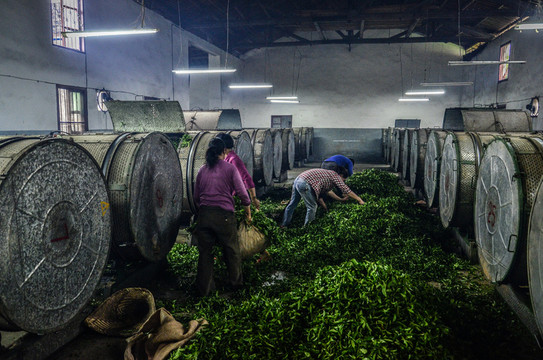 烏龍茶制茶工藝搖青
