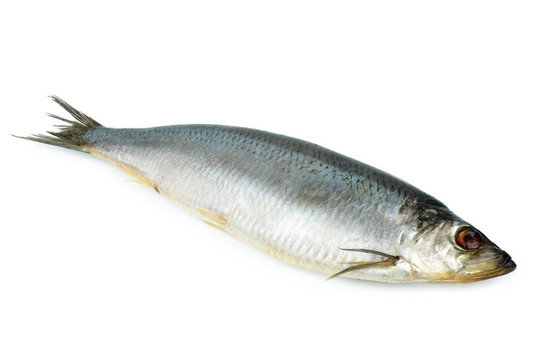 腌鯡魚
