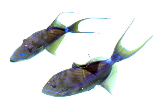 藍(lán)色的魚