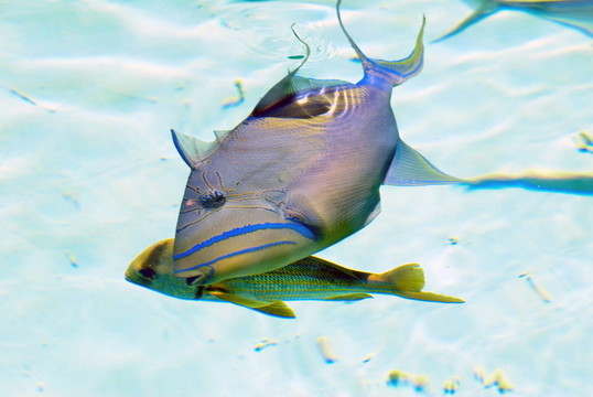 水族館