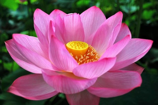 盛開的蓮花