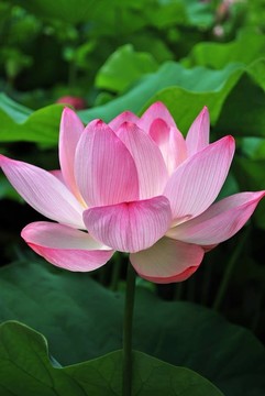 盛開的蓮花