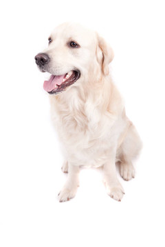 金毛獵犬的肖像