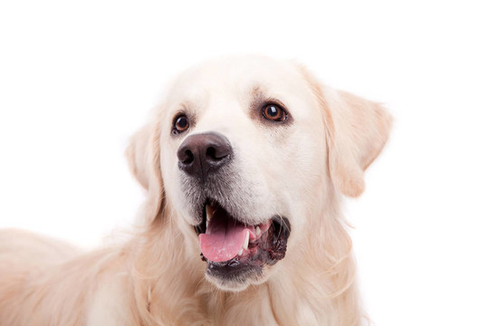 金毛獵犬的肖像