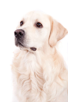 金毛獵犬的肖像