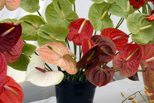 紅anturium花