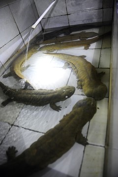 野生娃娃魚養(yǎng)殖
