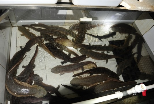 野生娃娃魚養(yǎng)殖