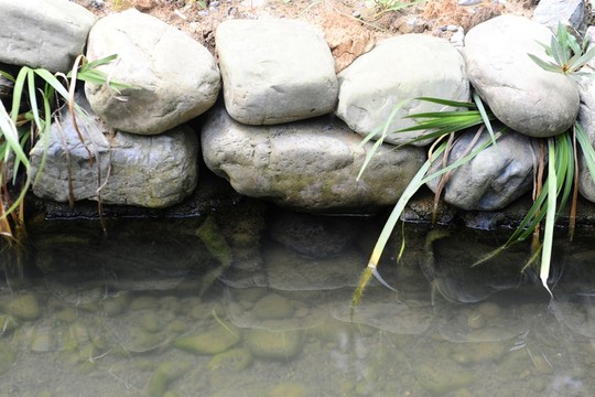 娃娃魚養(yǎng)殖
