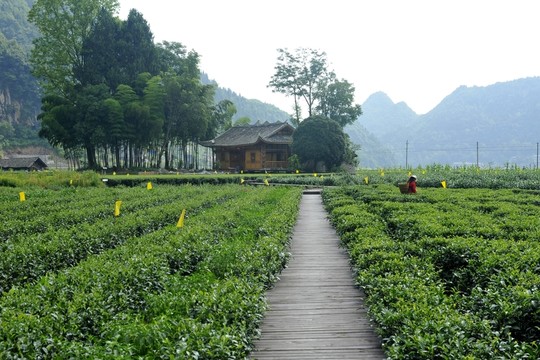 茶園民居