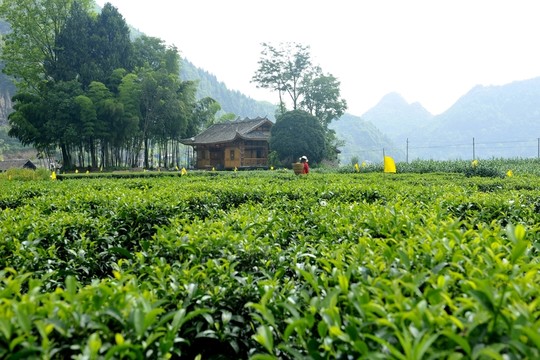 茶園民居