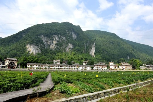 茶園民居