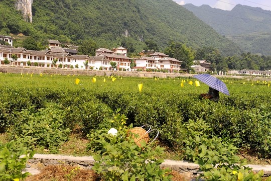 茶園民居