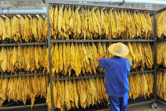 烤房烤煙