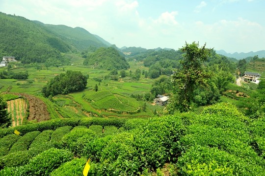 鄉(xiāng)村茶園旅游美麗風(fēng)光