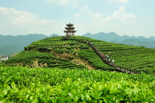 茶園風(fēng)景