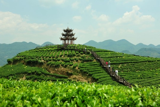 鄉(xiāng)村茶園旅游美麗風(fēng)光