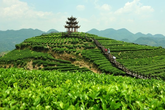 茶園美麗風景