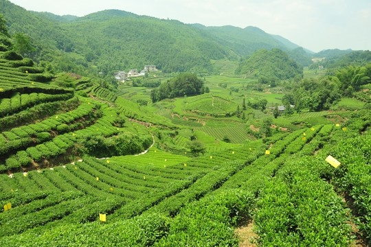 茶園美麗風景