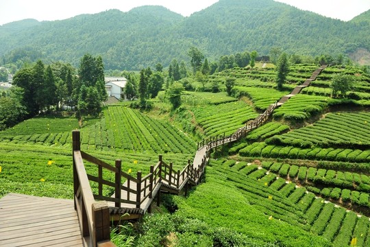 茶園美麗風(fēng)景