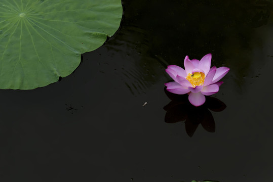靜荷
