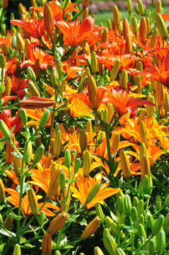 redlillies