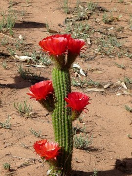 仙人掌花