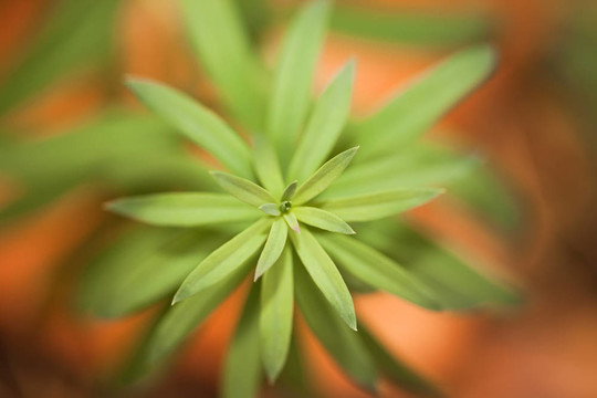 植物宏觀(guān)；抽象自然背景