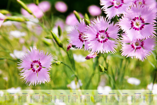 花2010年的日歷