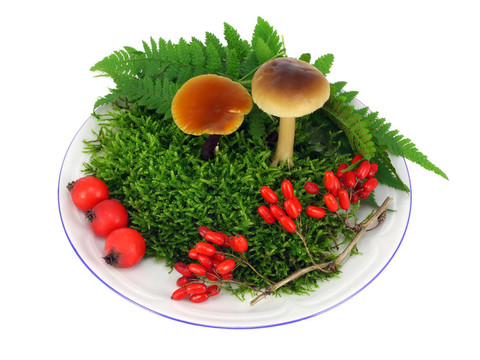 蘑菇；苔蘚；漿果