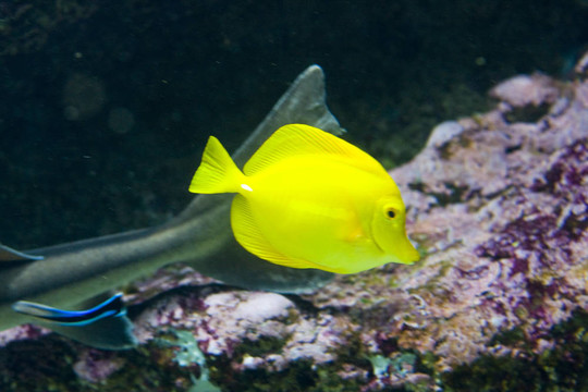 一種奇特的魚游泳