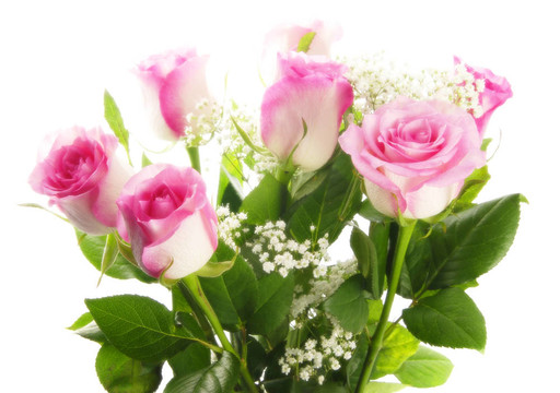 粉薔薇