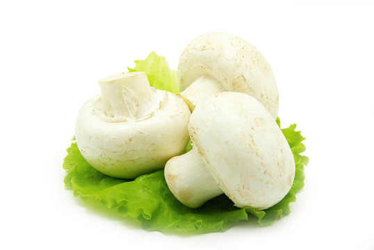 蘑菇