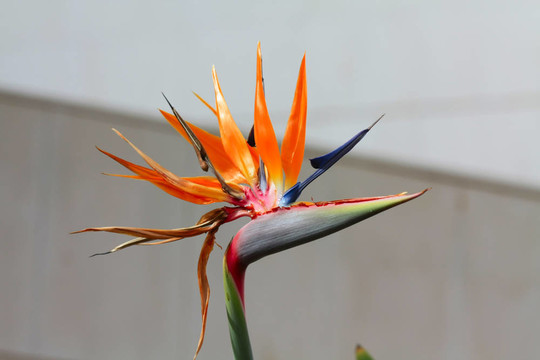 天堂鳥之花