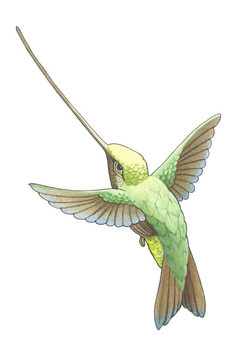 hummingbird_6