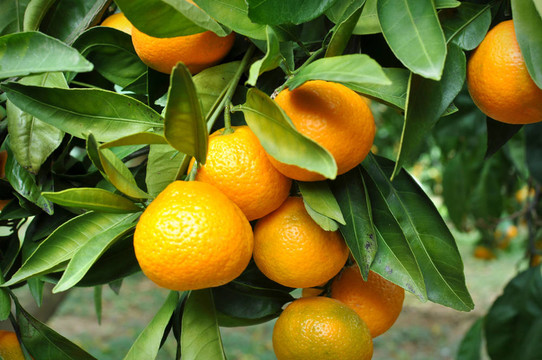 Tangerine夜店掛在樹上
