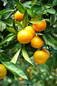 Tangerine夜店掛在樹上