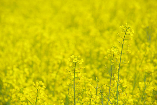 Rapeseed 26