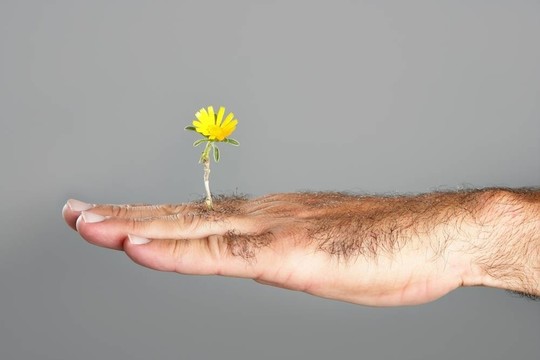 毛人手花的概念與對比