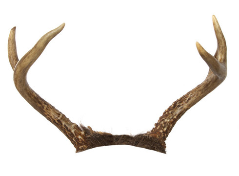 分叉的Whitetail Buck Antlers